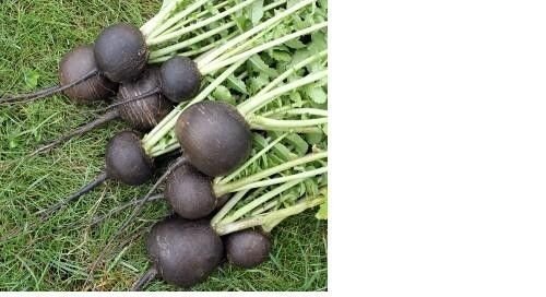 100 Black Spanish Round Radish Seeds - Heirloom, Non-GMO, Crisp & Spicy - Easy to Grow for Home Garden & Salads