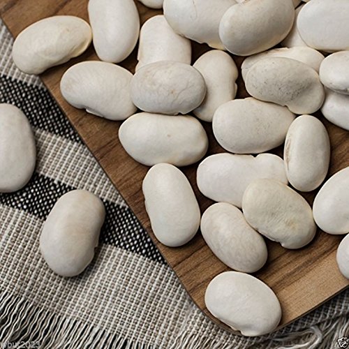 Organic Corona Sweet White Runner Beans (50 Seeds) - Heirloom Italian Bean Seeds for Planting, Soups & Salads | Non-GMO, Open-Pollinated | Perfect for Home Gardens & Italian Cuisine