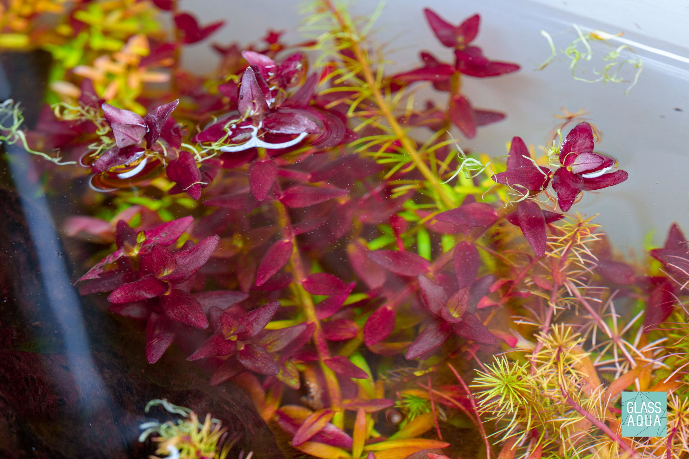 Bacopa Salzmannii Purple Aquatic Plant for Aquariums & Fish Tanks – Live Freshwater Plant for Aquatic Gardens, Ponds, and Terrariums