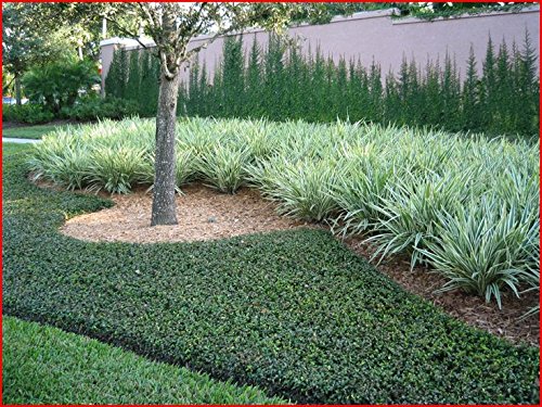 Asiatic Jasmine Minima - 30 Live Plants - Low Maintenance Evergreen Ground Cover for Landscaping, Erosion Control & Garden Borders