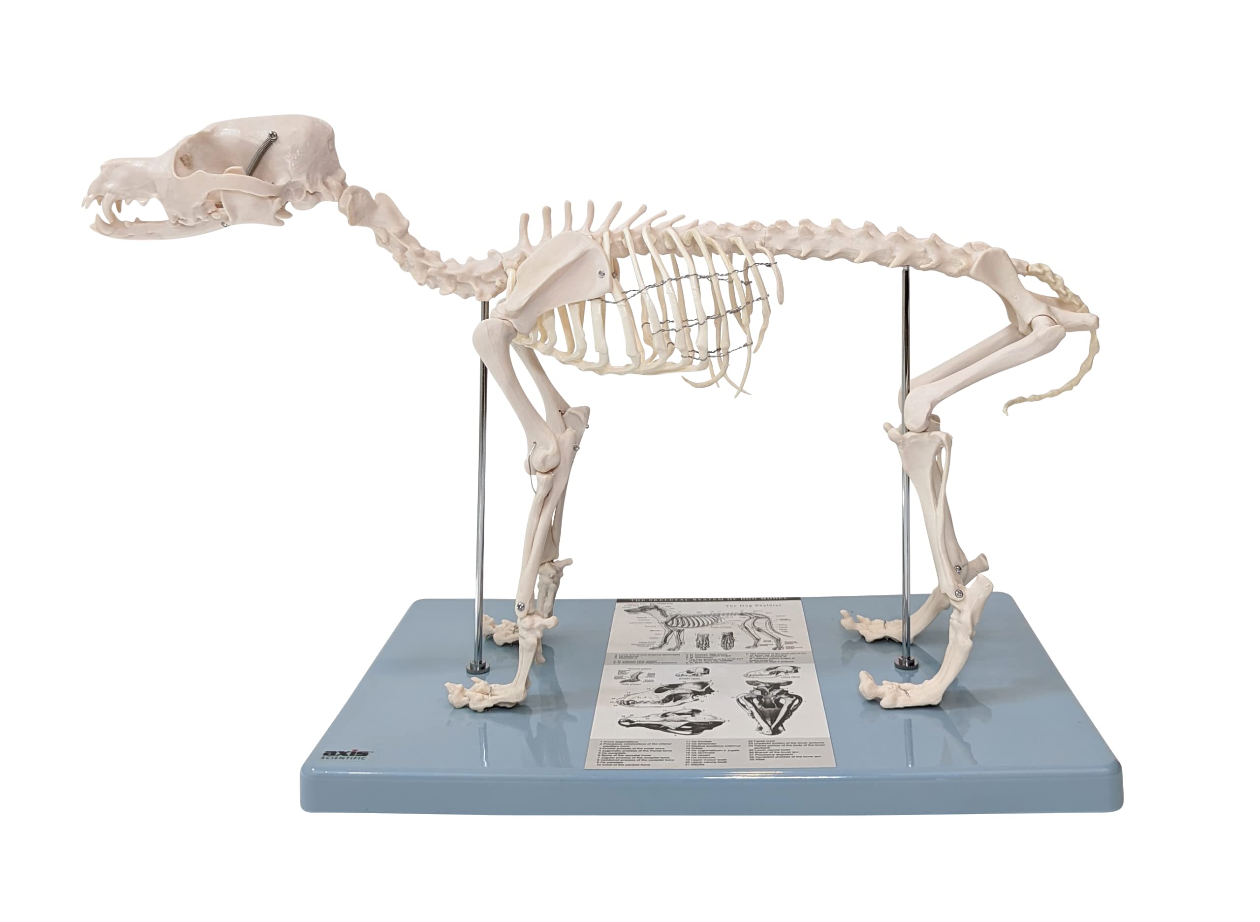 Small Dog Veterinary Skeleton Model - Canine Anatomy Lab Skeleton with Fixed Articulation on Base | Perfect for Vet Students, Animal Anatomy Study & Veterinary Office Display