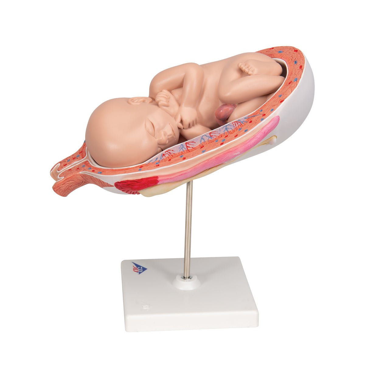 7 Month Fetus Model with 3B Smart Anatomy L10 8 - Perfect for Medical Education, Nursing Training & Anatomy Studies