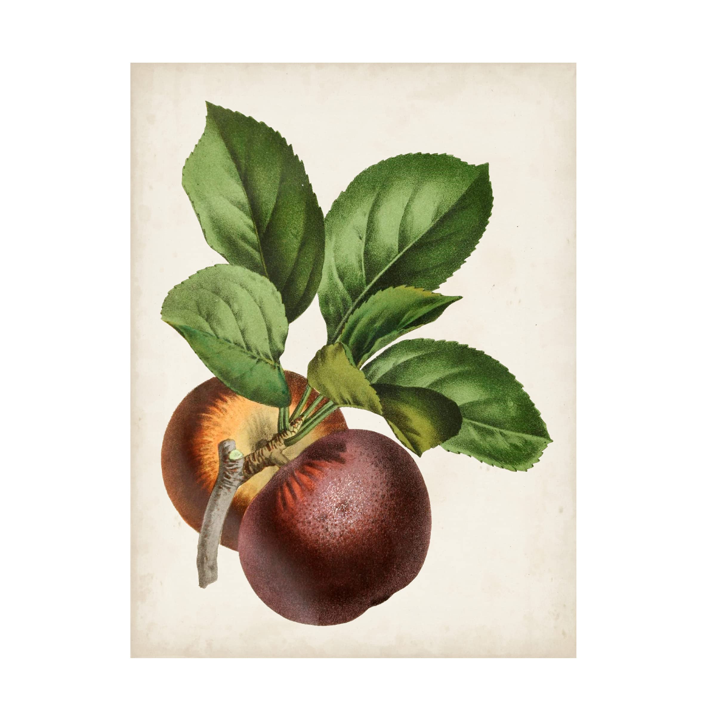 Trademark Fine Art 'Antique Fruit IX' Canvas Wall Art Print - Vintage Still Life Painting for Home & Office Decor | Perfect for Living Room, Dining Room, Bedroom & Office Spaces
