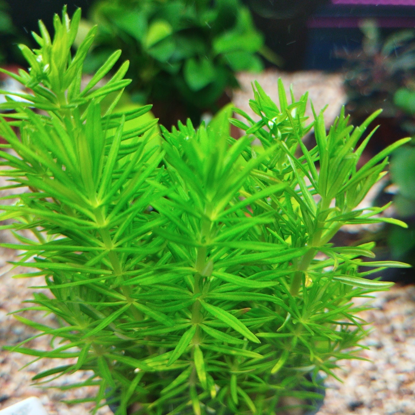 TCulture Pogostemon Erectus Aquatic Plant for Aquarium - Live Submerged Pond Plant for Fish Tanks, Water Gardens & Aquatic Landscaping