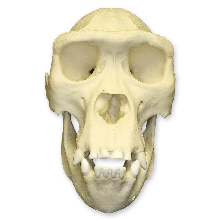 Authentic Replica Female Lowland Gorilla Skull - Lifelike Primate Skull Model for Science Education, Museum Display & Home Decor