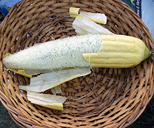 Natural Loofah Sponge Set - 5 Pack Eco-Friendly Exfoliating Bath & Shower Scrubbers for Soft Skin | Gentle Body Wash & Face Cleansing | Perfect for Spa, Home & Travel Use