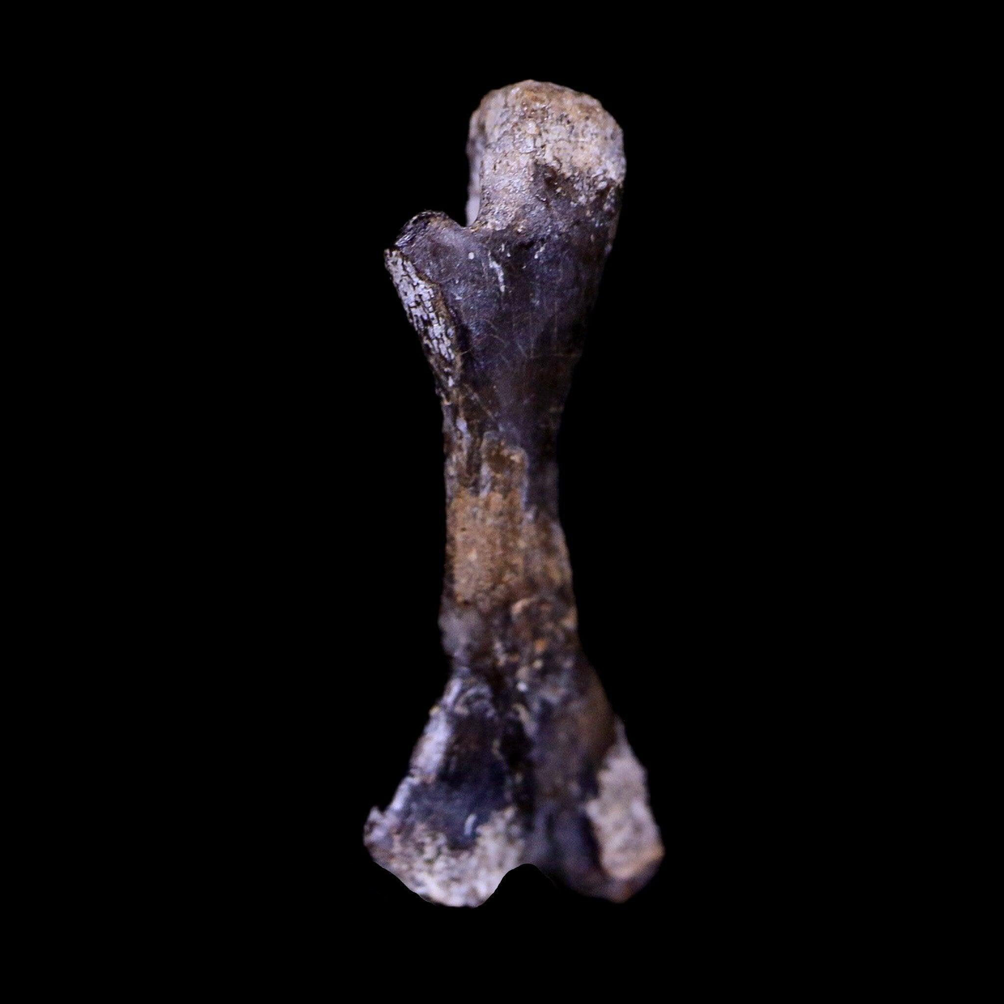 Authentic Captorhinus Aguti Fossil Femur Bone - Permian Age Reptile (299 Million Years Old) with COA - Perfect for Paleontology Displays, Educational Collections & Fossil Enthusiasts