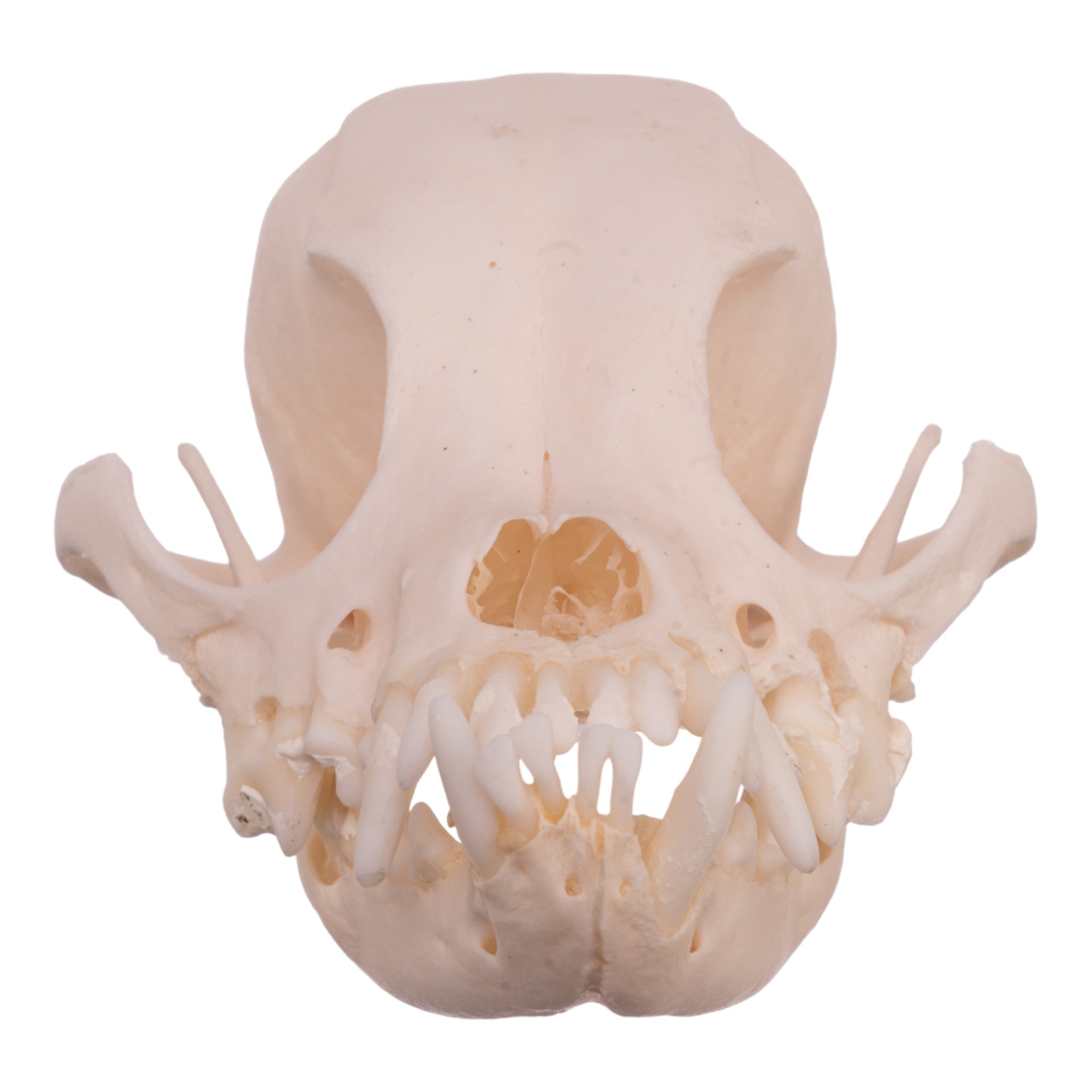 Authentic Pekingese Dog Skull for Veterinary Study - Real Domestic Canine Skull with Periodontal Details for Anatomy & Dental Research