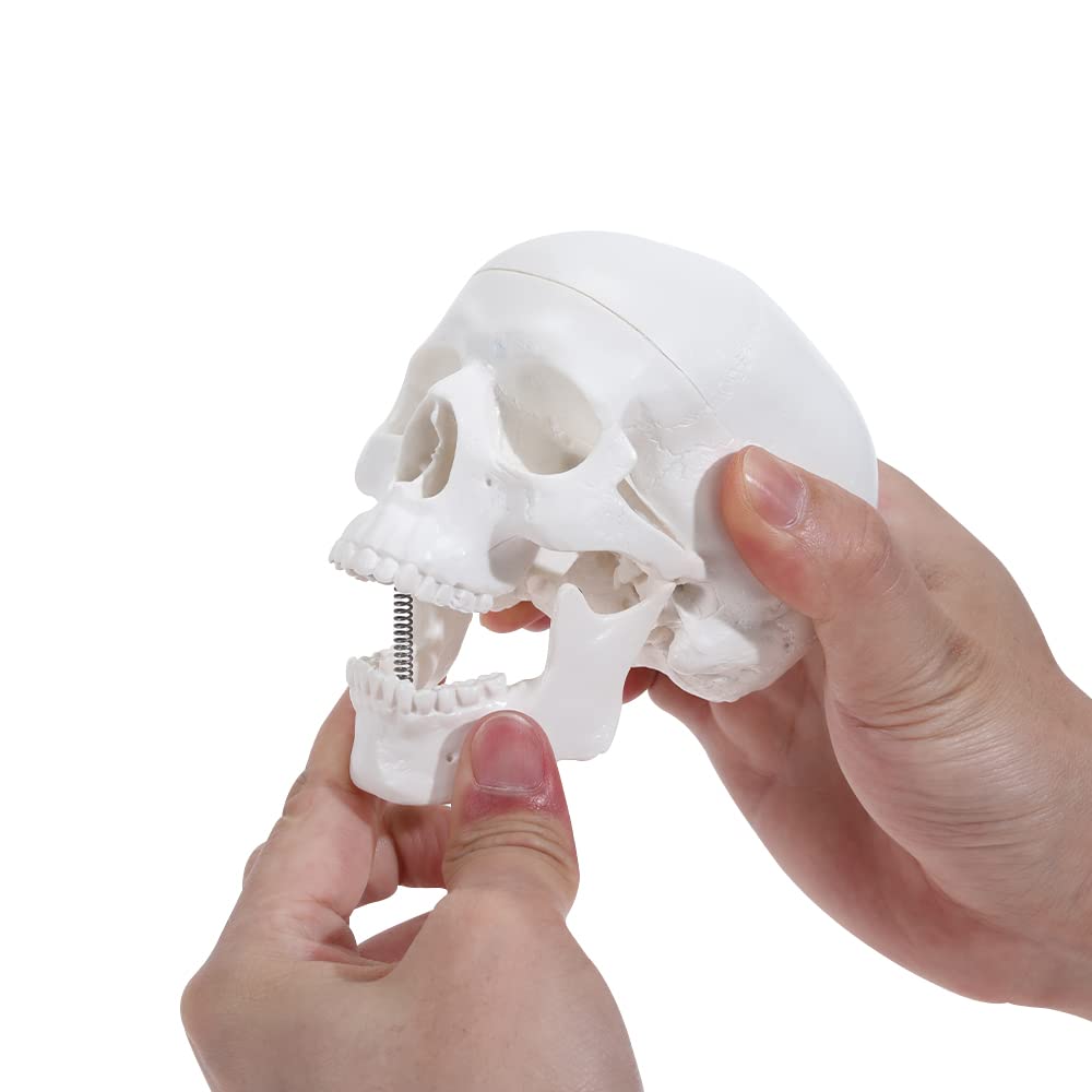 Mini Human Skull Anatomy Model with Removable Skull Cap & Articulated Jaw - 3.8x3x3.8in Educational Science Display for Medical Students, Halloween Decor & Classroom Teaching