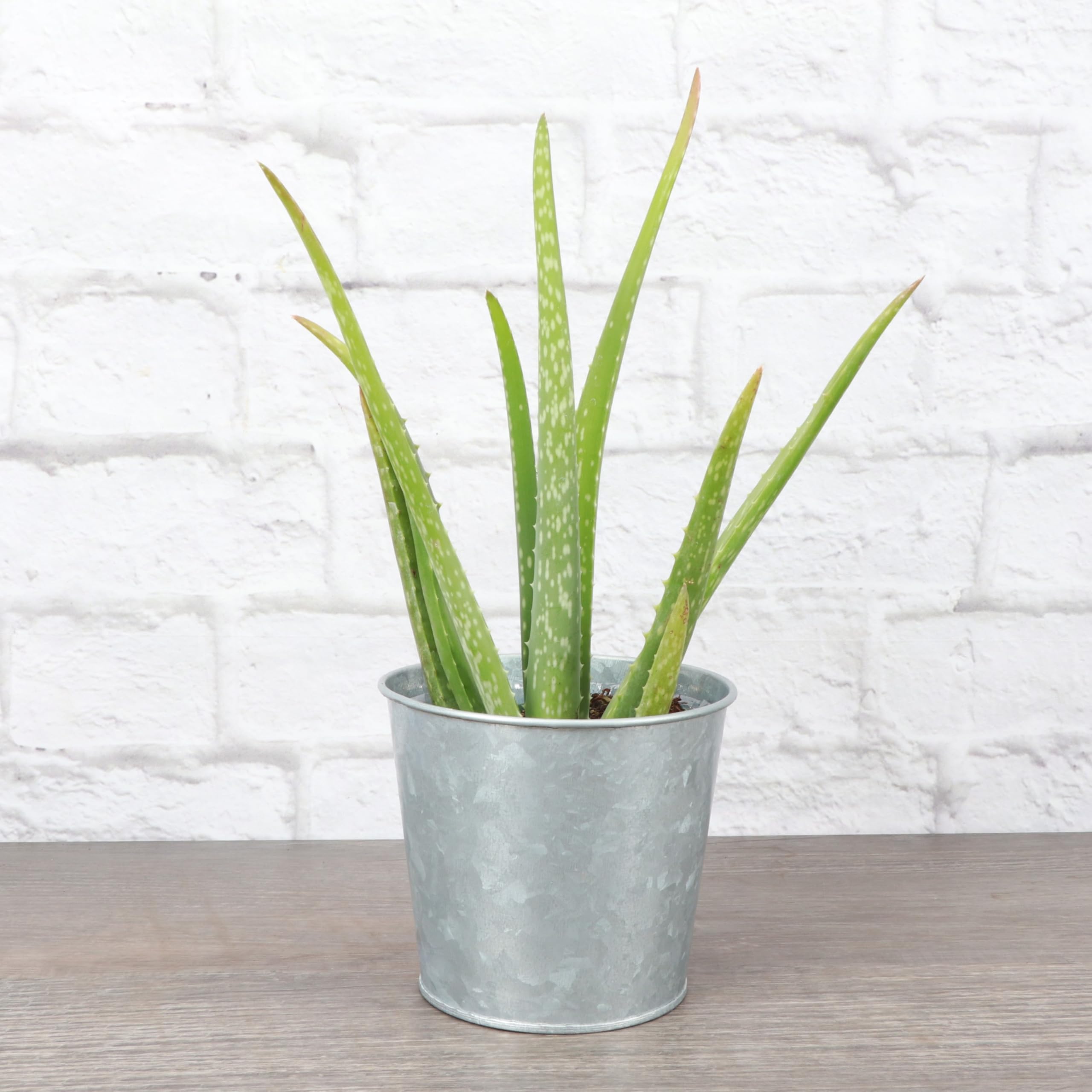 Thorsen's Live Aloe Vera Plant (Aloe barbadensis) - 4