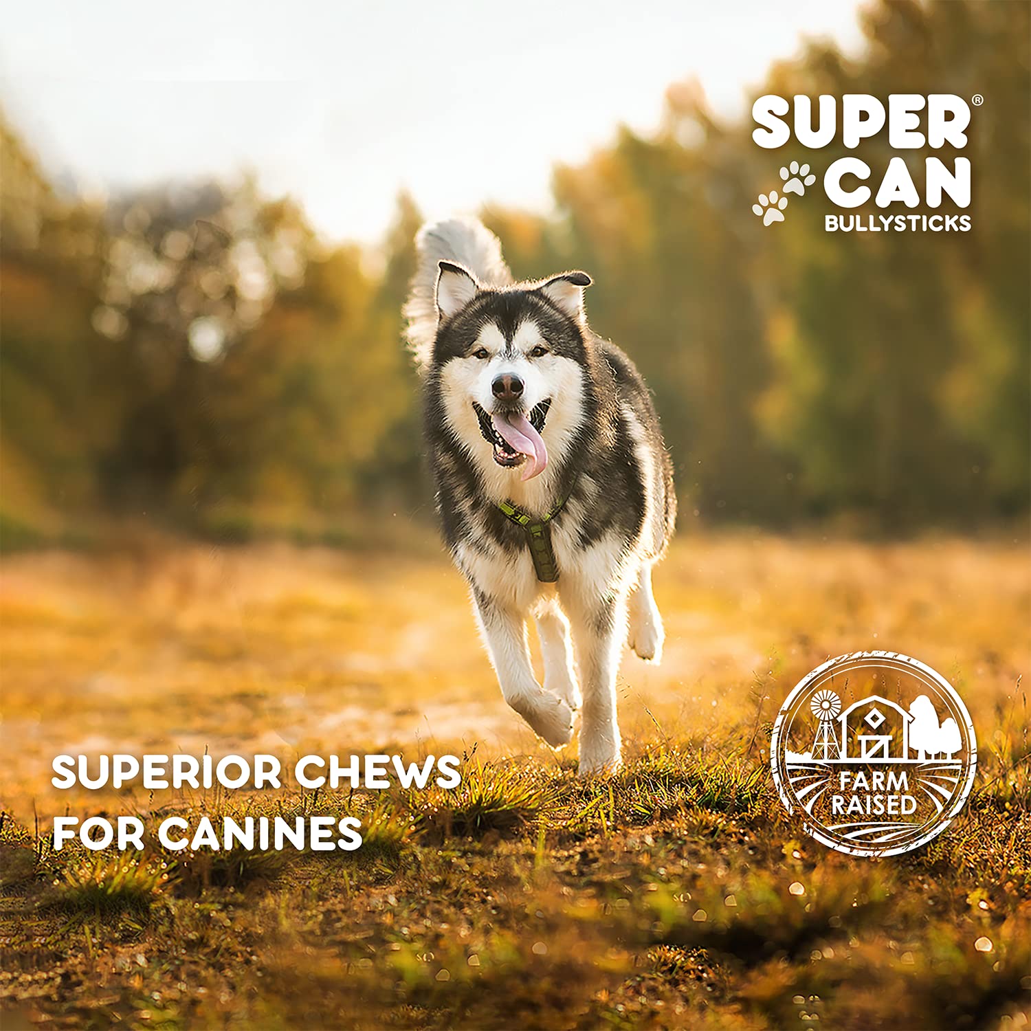 Premium 50-Pack Natural Bully Sticks & Whole Cow Ears Dog Chews - All-Natural Angus Beef Treats for Large Dogs - High Protein, Easily Digestible Dental Snacks - Made in USA - Perfect for Training Rewards & Teeth Cleaning