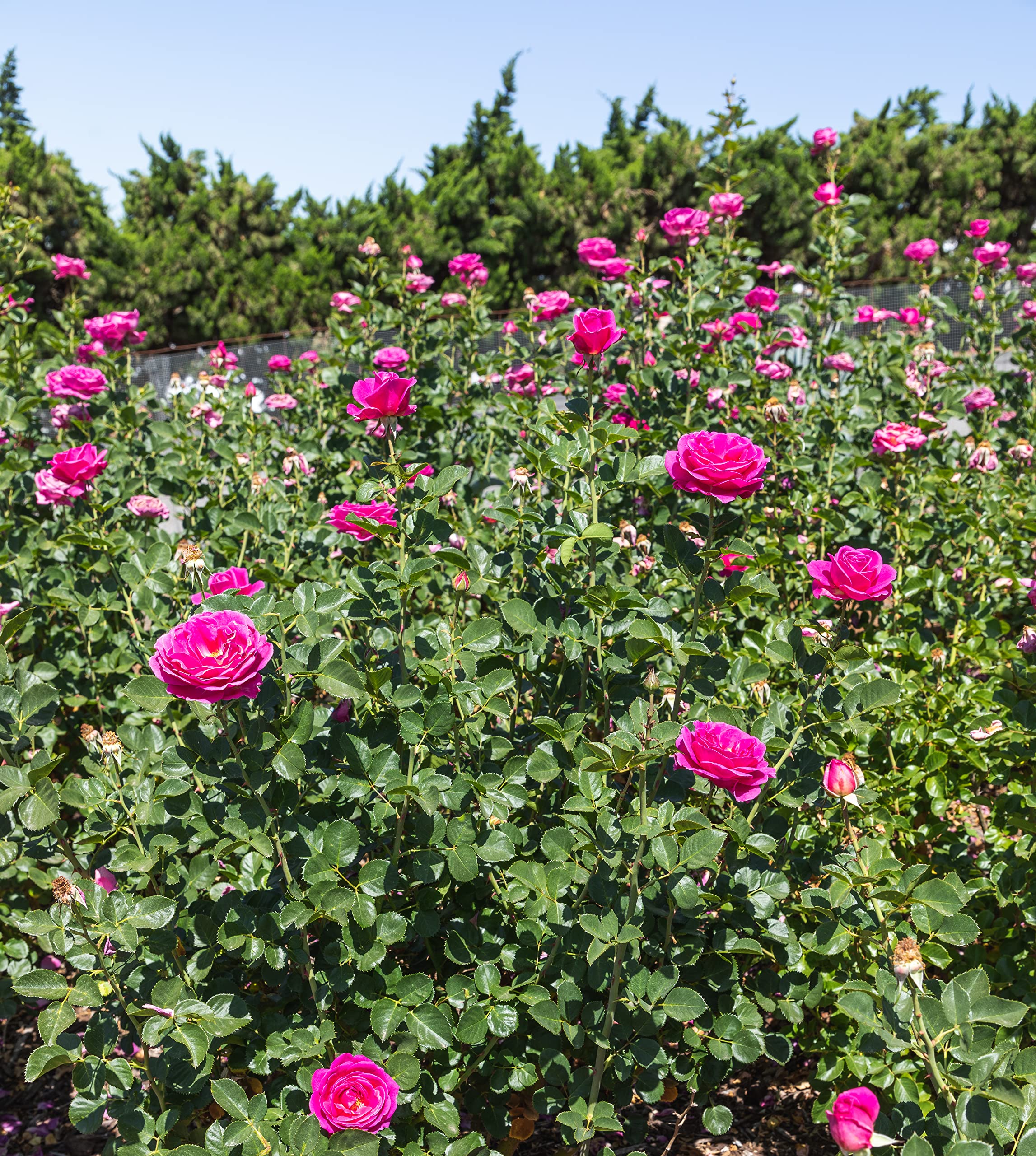 Fresh Pink Rose Bush Plants for Delivery - Live Indoor & Outdoor Potted Roses, Perfect Plant Lover Gifts & Home Decor | Ideal for Valentine's Day, Weddings, Anniversaries & Housewarming