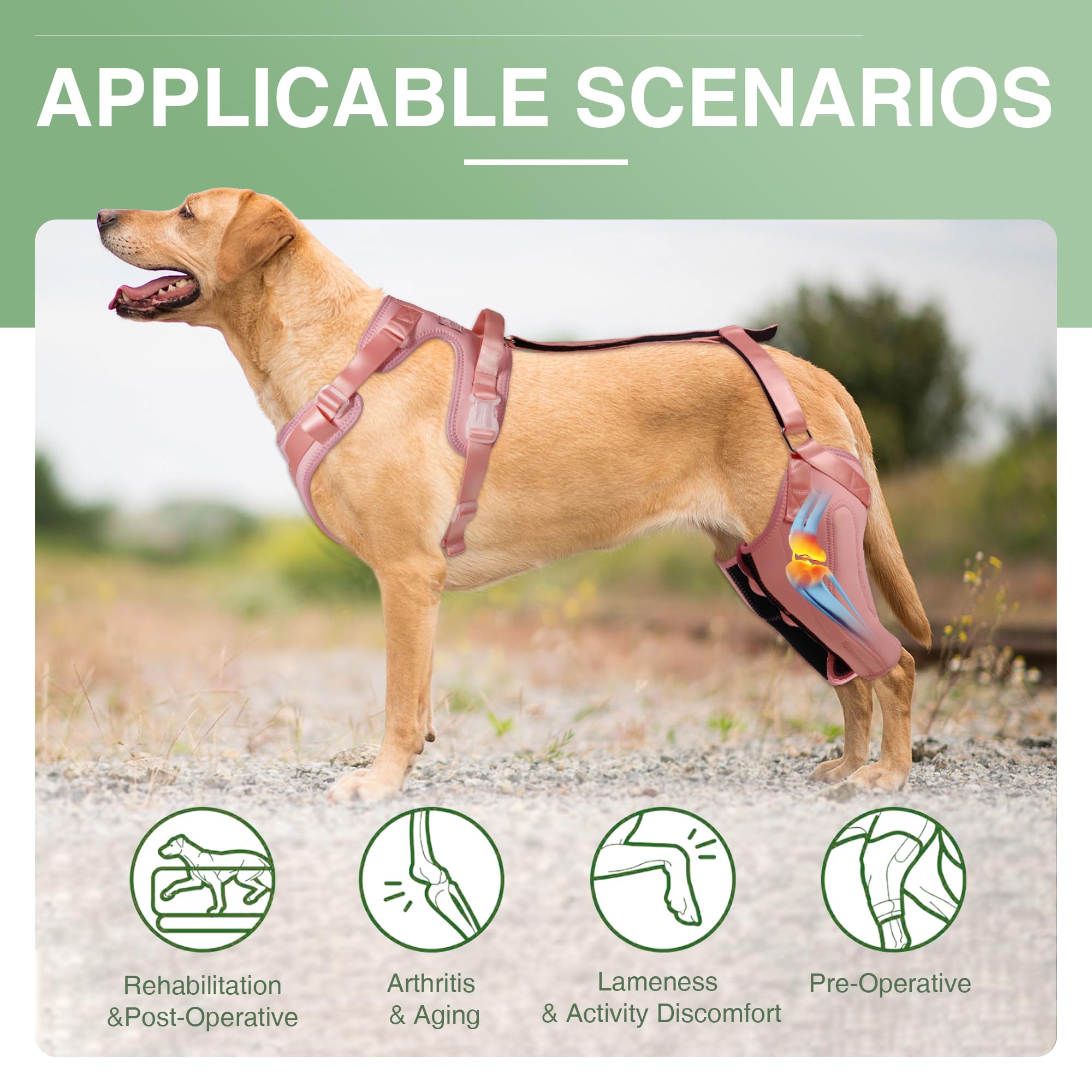 LISPOO Dog Knee Brace for Torn ACL & Luxating Patella - Adjustable Dog Leg Braces for Hind Leg Support - Cruciate Ligament Stabilizer - Warm Joint Pain Relief - Double Knee Brace (XLP) - Perfect for Post-Surgery Recovery & Active Dogs