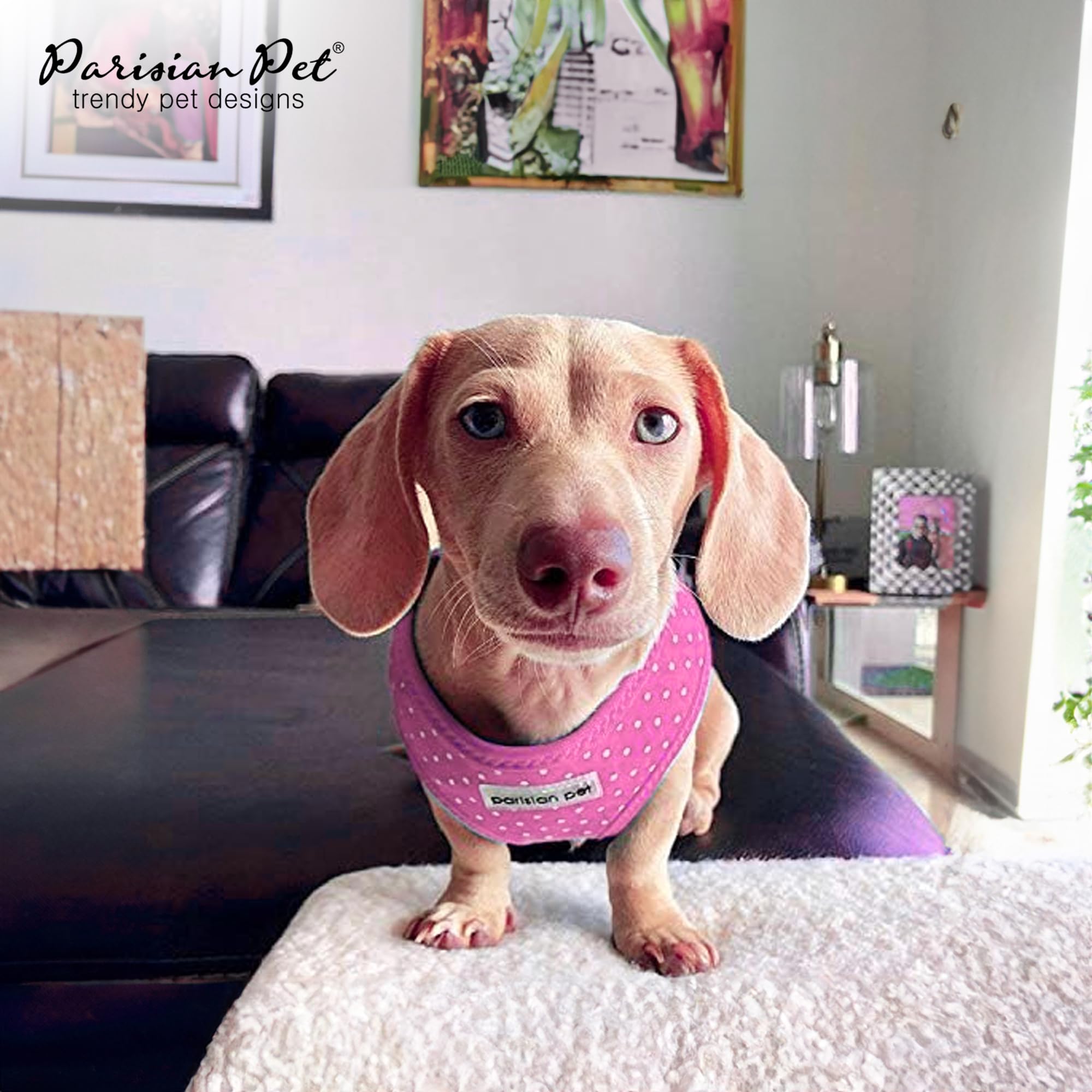 Parisian Pet Girl Adjustable Dog Harness - Breathable Mesh No-Pull Vest for Small Dogs - Polka Dot Cooling Puppy Harness for Walking, Running & Hiking - Perfect for Outdoor Adventures & Daily Walks - Size S