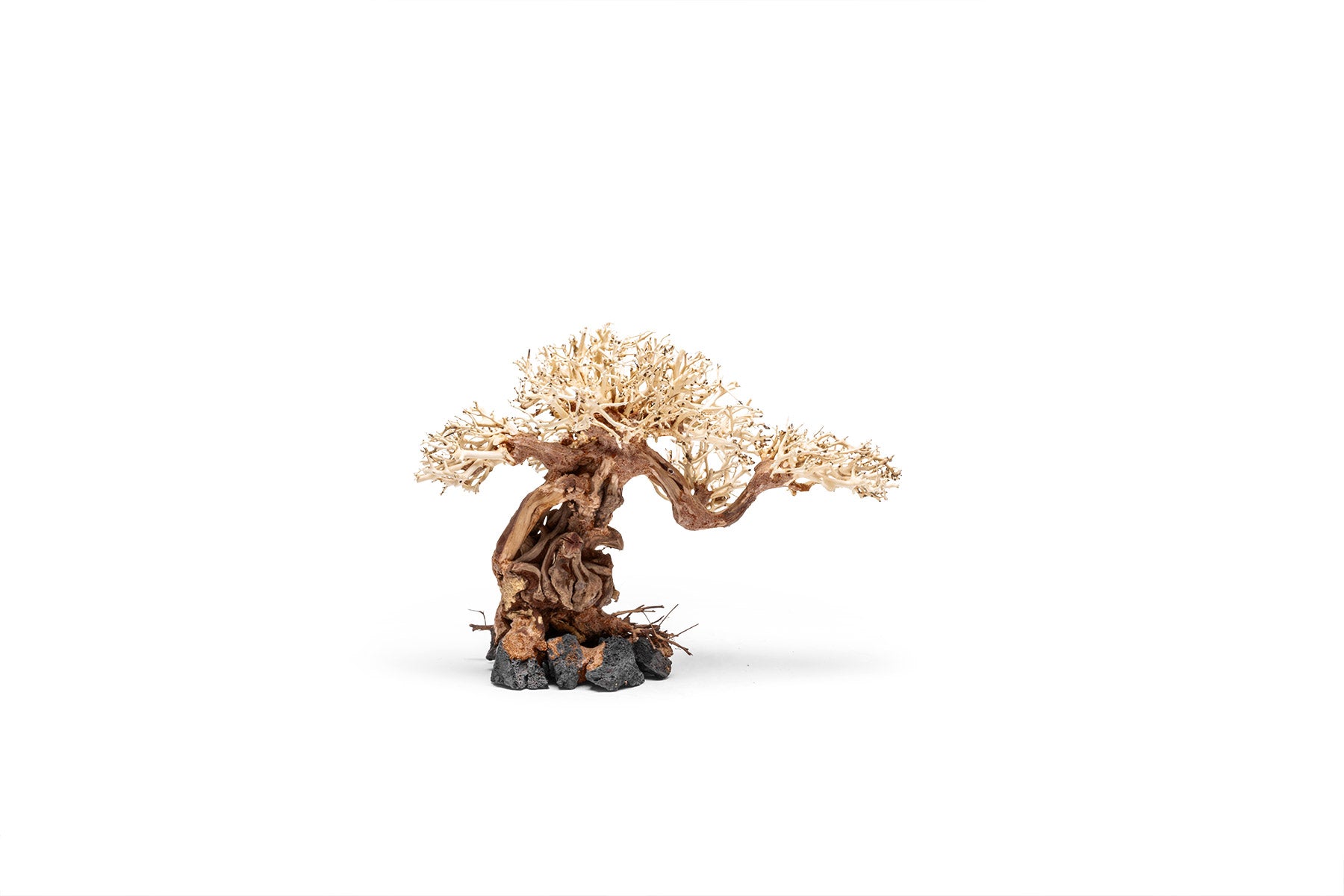 Premium Uns Bonsai 012 - Miniature Bonsai Tree for Home & Office Decor, Zen Garden, Gift Idea