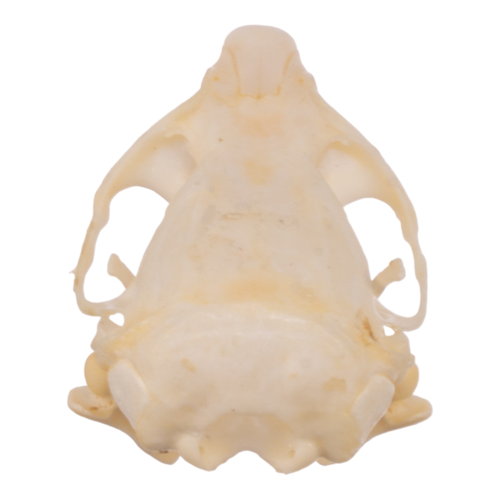 Authentic Idaho Pocket Gopher Skull - Taxidermy Specimen for Science Study, Oddity Collectors & Home Decor - Perfect for Educational Displays, Cabin Decor & Gothic Collections