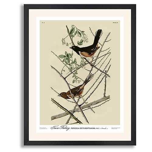 Towhe Bunting