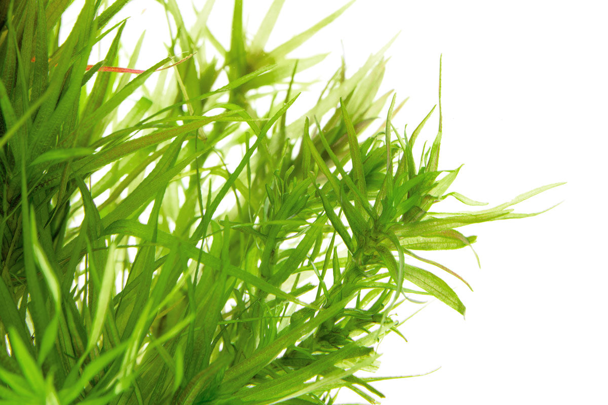 Blyxa Japonica Aquatic Plant for Aquariums - Freshwater Live Plant for Fish Tanks, Ponds & Aquascaping (Perfect for Shrimp Tanks & Natural Aquarium Decor)