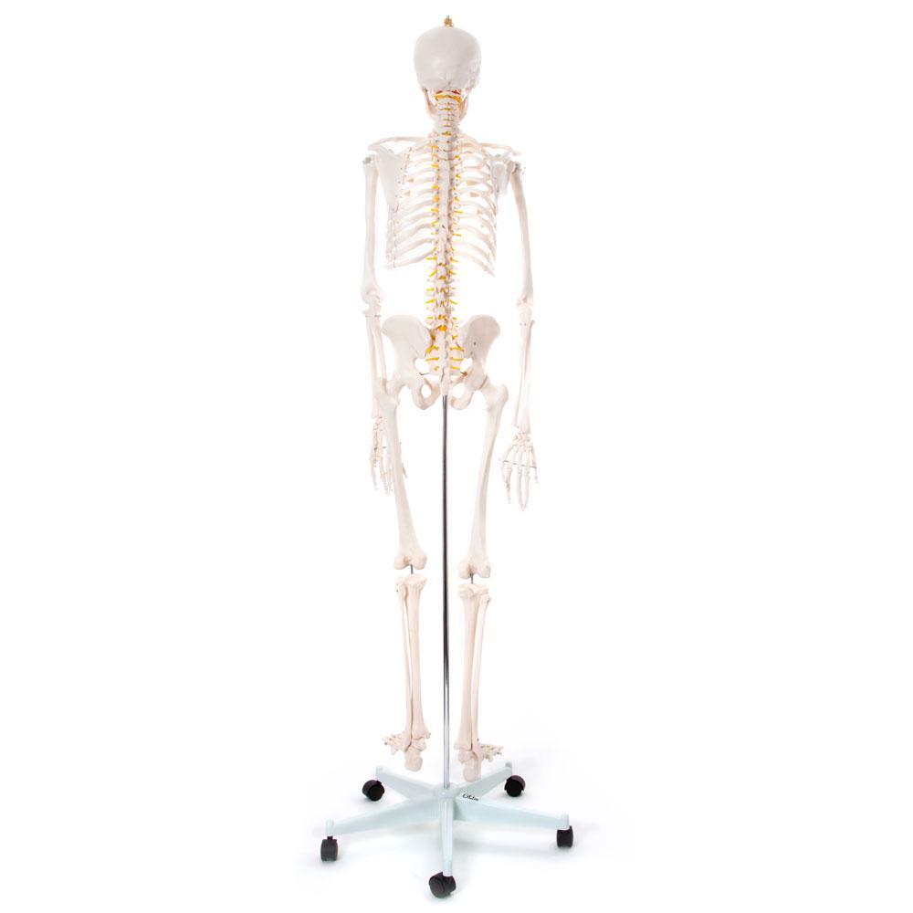 66fit Life-Size Human Skeleton Model with Stand - 170cm Tall Anatomical Display for Medical Education, Halloween Decor & Science Classroom Demonstration