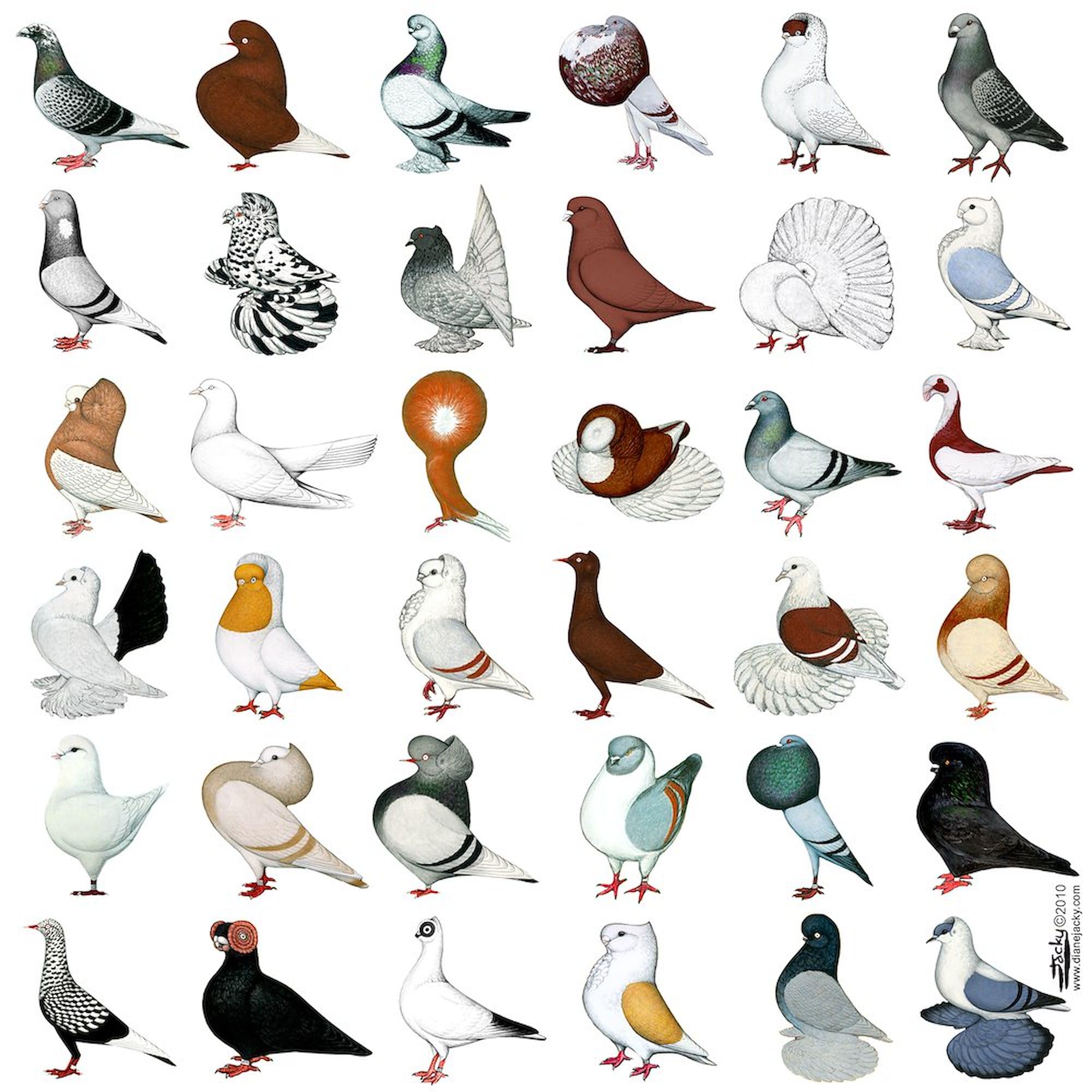 36 Pigeon Breeds Square Sticker Set - 3x3 Inch Waterproof Vinyl Decals for Cars, Laptops & Windows - Unique Bird Lover Gift for Pigeon Enthusiasts