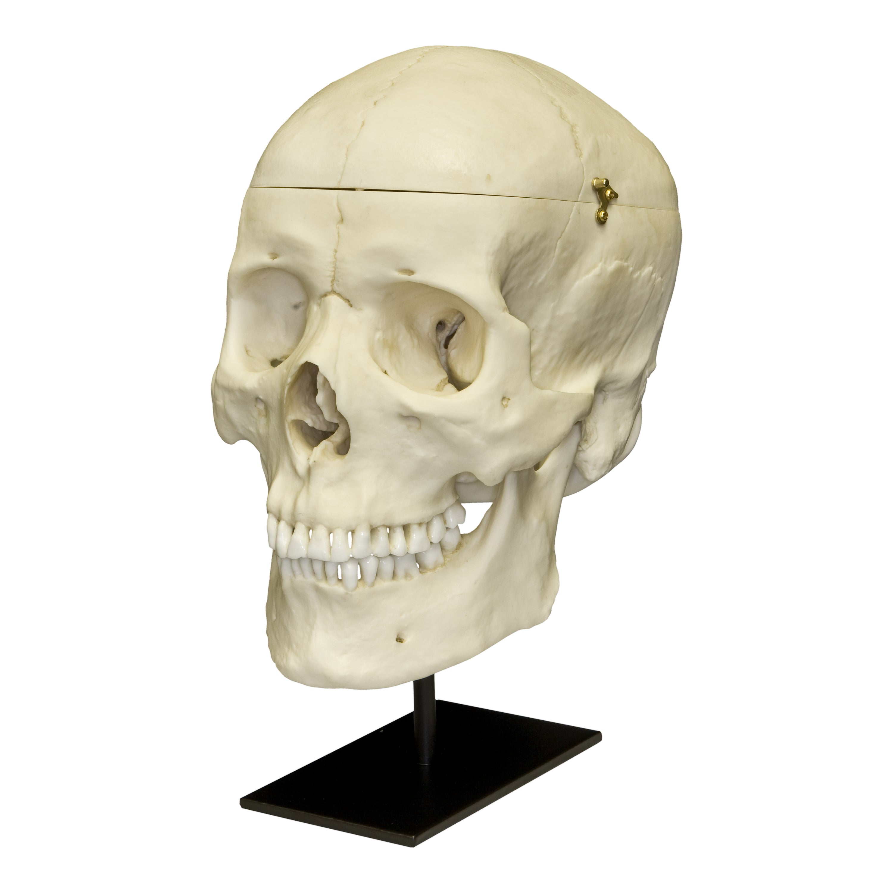 Realistic Human Skull Model with Detachable Brain & Display Stand - Anatomical Asian Male Skull Replica for Medical Study, Halloween Decor, and Science Education