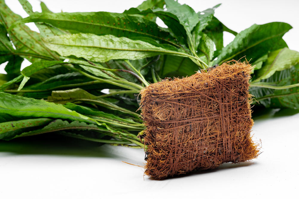 Java Fern Mat - Live Aquarium Plant for Fish Tanks, Terrariums & Paludariums | Easy Care Aquatic Plant for Beginners | Perfect for Aquascaping & Natural Habitat Setup