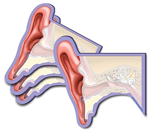 Ear Structures 4 Pack