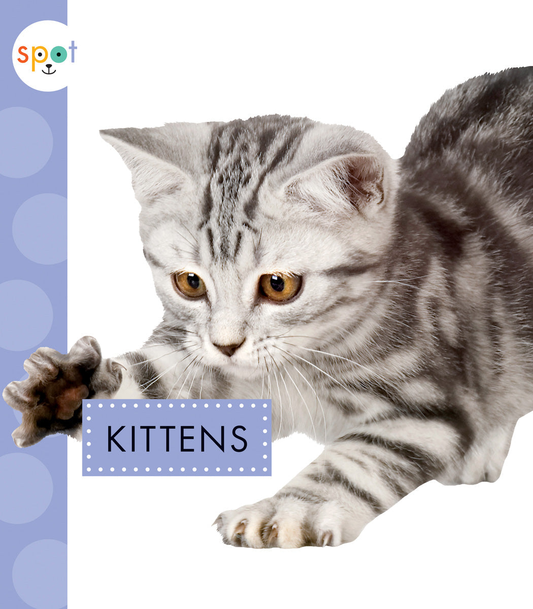Adorable Kittens for Sale - Healthy & Playful Kittens Ready for Adoption | Perfect for Families, Gifts & Pet Lovers