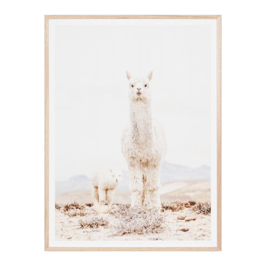 Funny Curious Llama Print Wall Art - Cute Animal Decor for Nursery, Kids Room & Office - Unique Home Decor Gift Idea