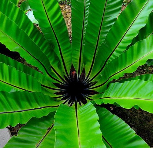 Japanese Bird's Nest Fern (Asplenium Nidus) - 3 Live House Plants in 4 Inch Pots - Easy Care Indoor Fern for Home & Office Decor - Perfect for Living Rooms, Bathrooms & Low Light Spaces
