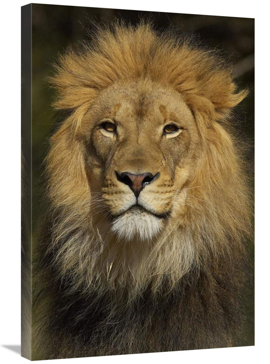 20 x 30 Inch African Lion Male Portrait Canvas Art Print - Wildlife Safari Decor for Living Room, Office & Nursery | San Diego Zoo Collection