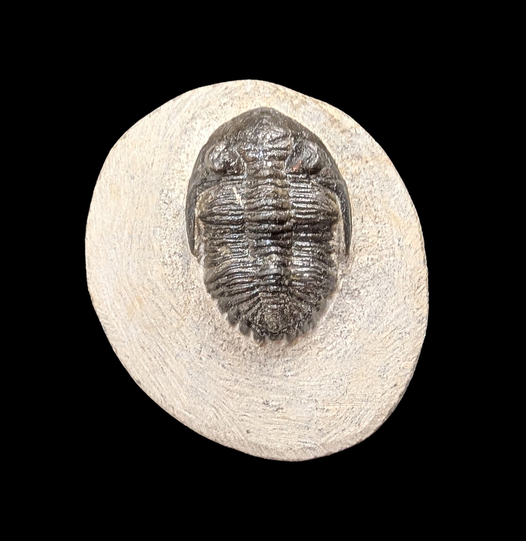 Hollardops Trilobite Fossil in Matrix Specimen - Authentic Prehistoric Fossil for Collectors, Paleontology Enthusiasts & Home Decor - Perfect for Display, Education & Gifts