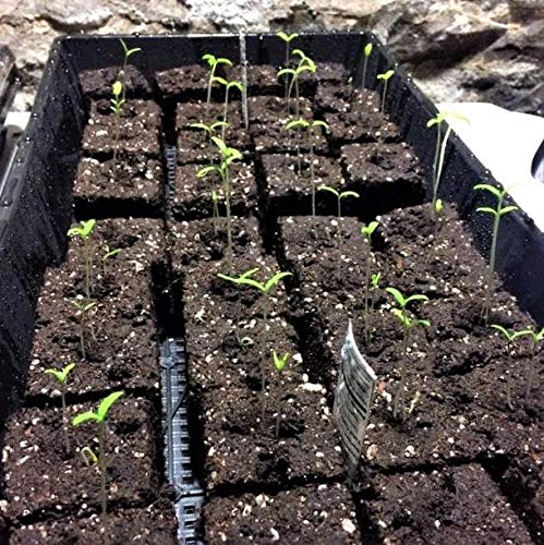 Bootstrap Farmer Heavy Duty 1020 Mesh Bottom Trays - 30 Pack for Microgreens, Soil Blocks & Hydroponics | Seed Starting, Plant Propagation & Indoor Gardening