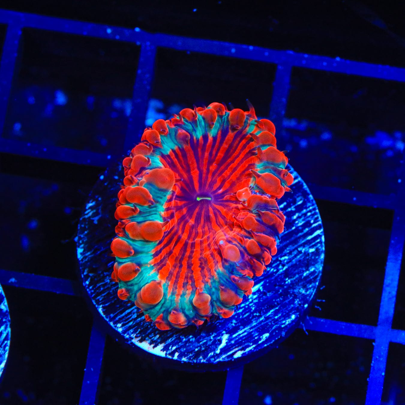 Premium Cherry Pie Blastomussa Coral for Saltwater Aquariums - Vibrant LPS Coral for Reef Tanks, Nano Tanks & Coral Frag Racks