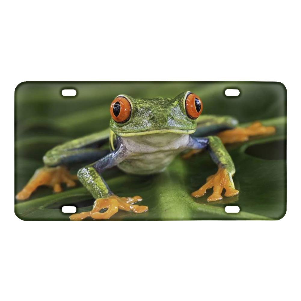 Funny Frog Car License Plate Cover - Custom Novelty Auto Tag for Cars, Trucks & SUVs - Unique Vehicle Decorative Gift for Men, Women & Kids - Perfect for Birthday Gifts, Car Enthusiasts & Prank Lovers
