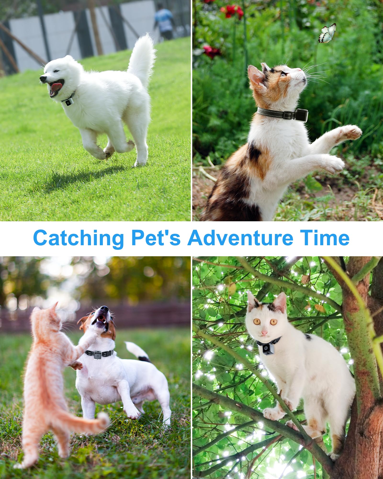 Pet Camera Collar for Cats & Dogs - No App Needed, Wireless Body Camera for Pet Tracking & Monitoring - Perfect for Outdoor Adventures, Home Security & Training (M-Size, Micro-SD Card Not Included)