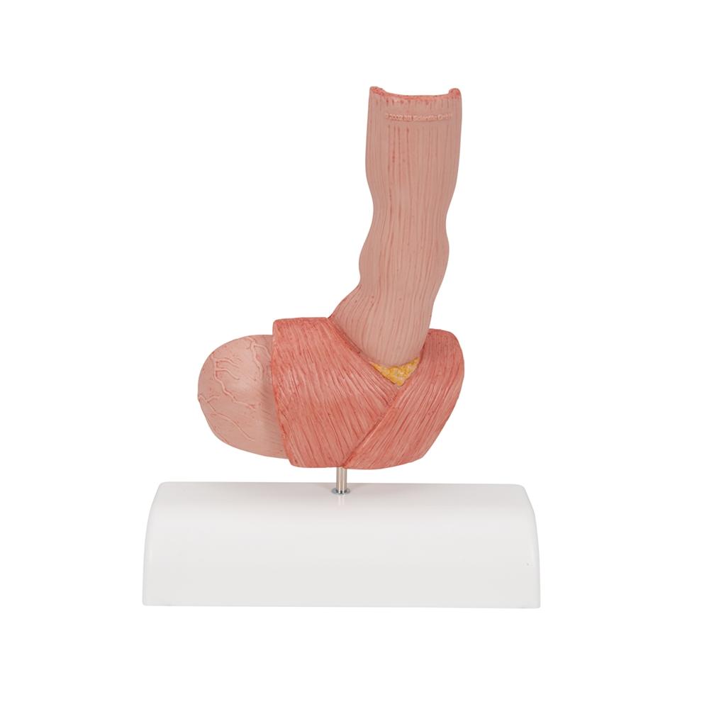 Human Esophagus Anatomy Model - Detailed Medical Teaching Tool for Digestive System Study | Ideal for Students, Doctors & Healthcare Professionals