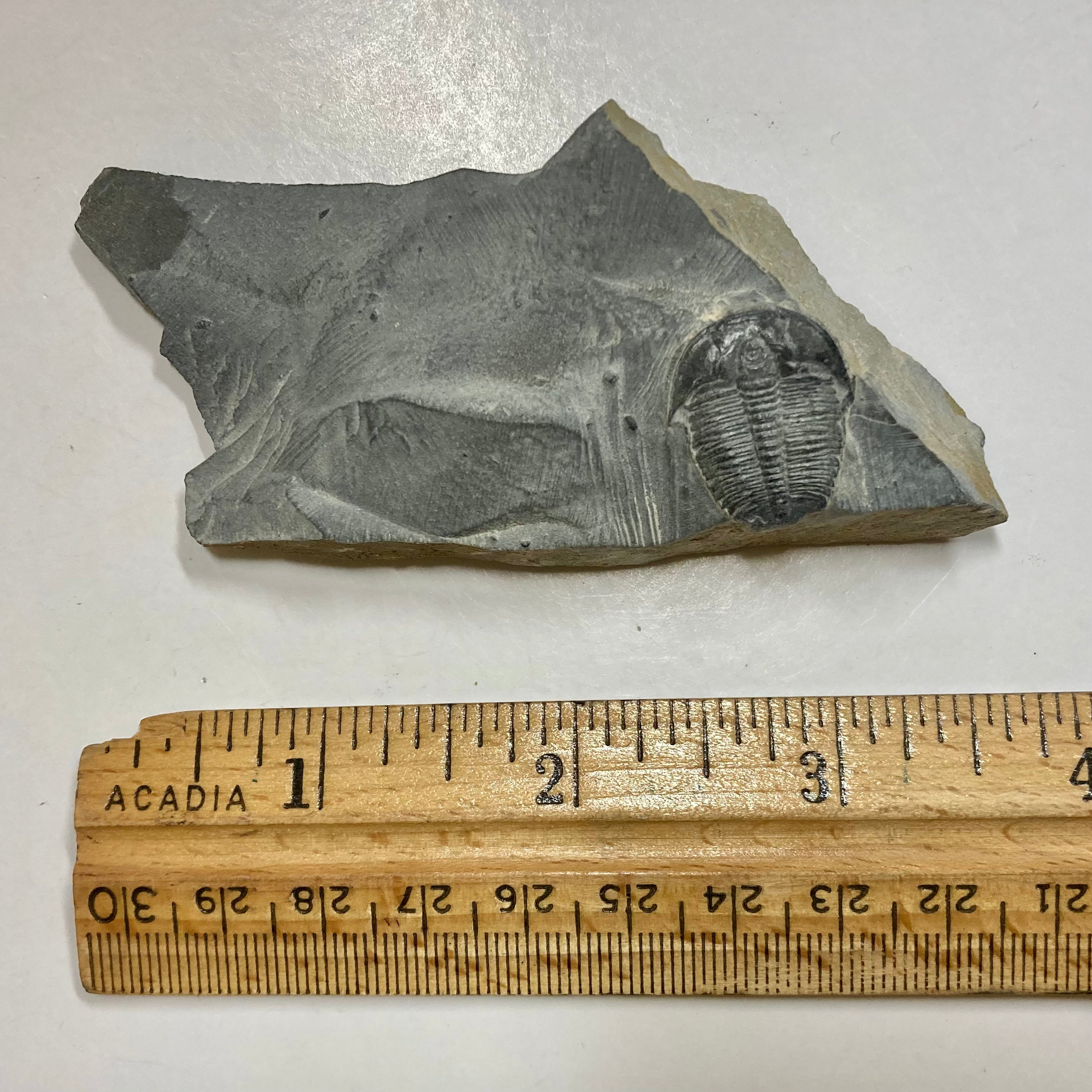 Elrathia Kingii Trilobite Fossil - Authentic Prehistoric Specimen for Collectors & Science Enthusiasts | Perfect for Home Decor, Education & Paleontology Displays