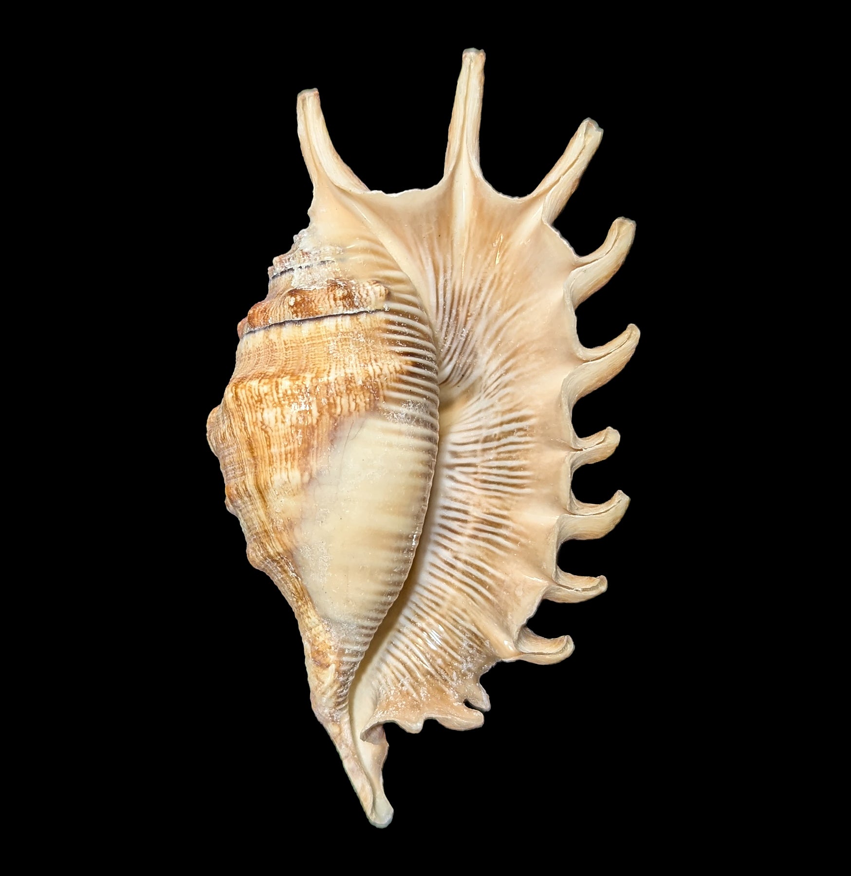 Millipede Spider Shell - Realistic Insect Exoskeleton Specimen for Science Education & Nature Collections | Perfect for Halloween Decor, Biology Classrooms & Entomology Displays