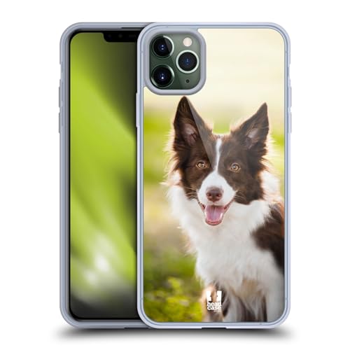 Brown Border Collie In Summer