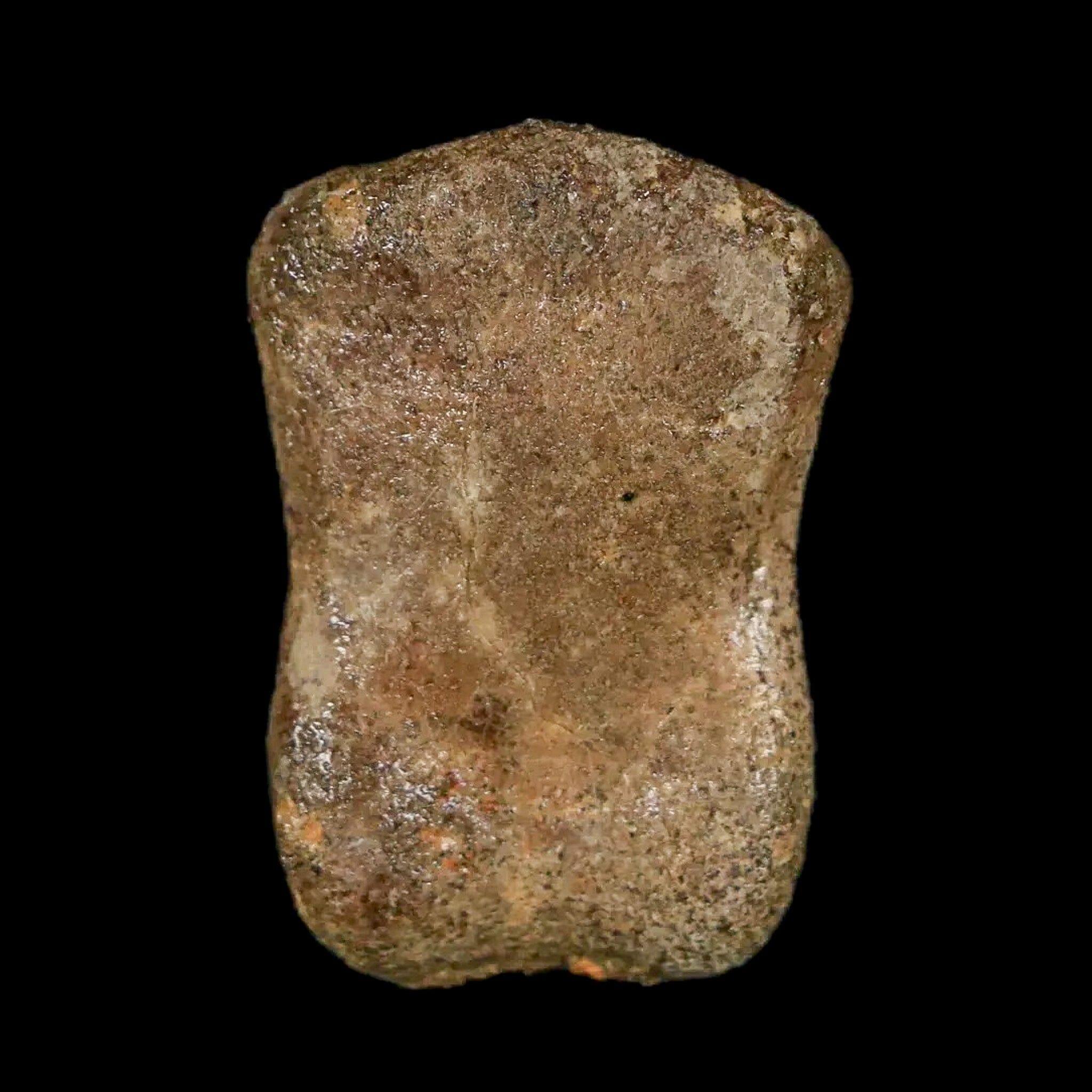 Authentic Thescelosaurus Dinosaur Fossil Toe Bone - Cretaceous Period - Lance Creek Formation, Wyoming - Includes COA - Perfect for Paleontology Enthusiasts & Fossil Collectors