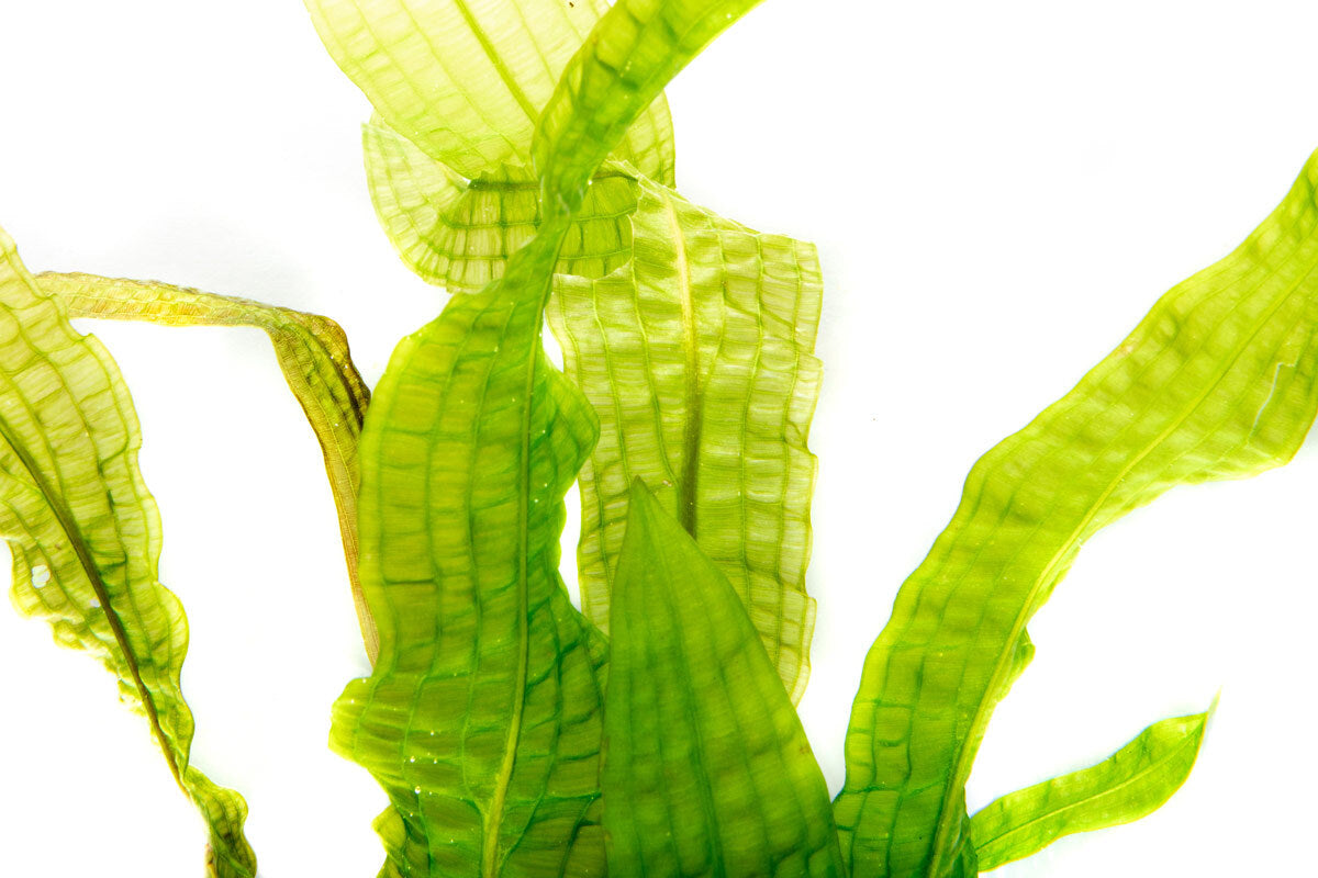 Aponogeton Boivinianus Live Aquarium Plant - Freshwater Aquatic Plant for Fish Tanks, Ponds & Aquascaping | Easy to Grow & Maintain