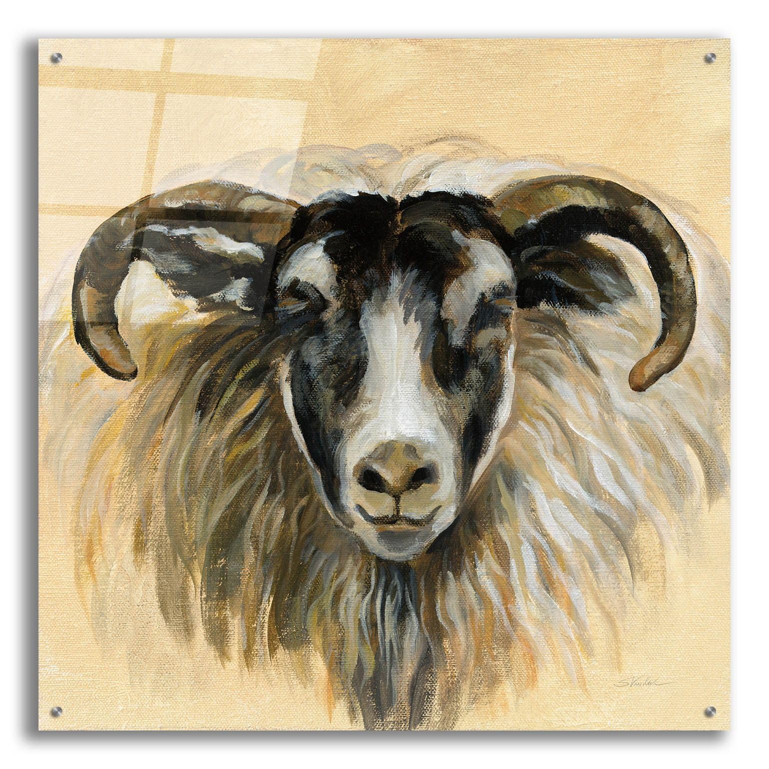 Silvia Vassileva Highland Animal Ram Acrylic Glass Wall Art - 36x36 Inches Modern Home Decor for Living Room, Bedroom & Office