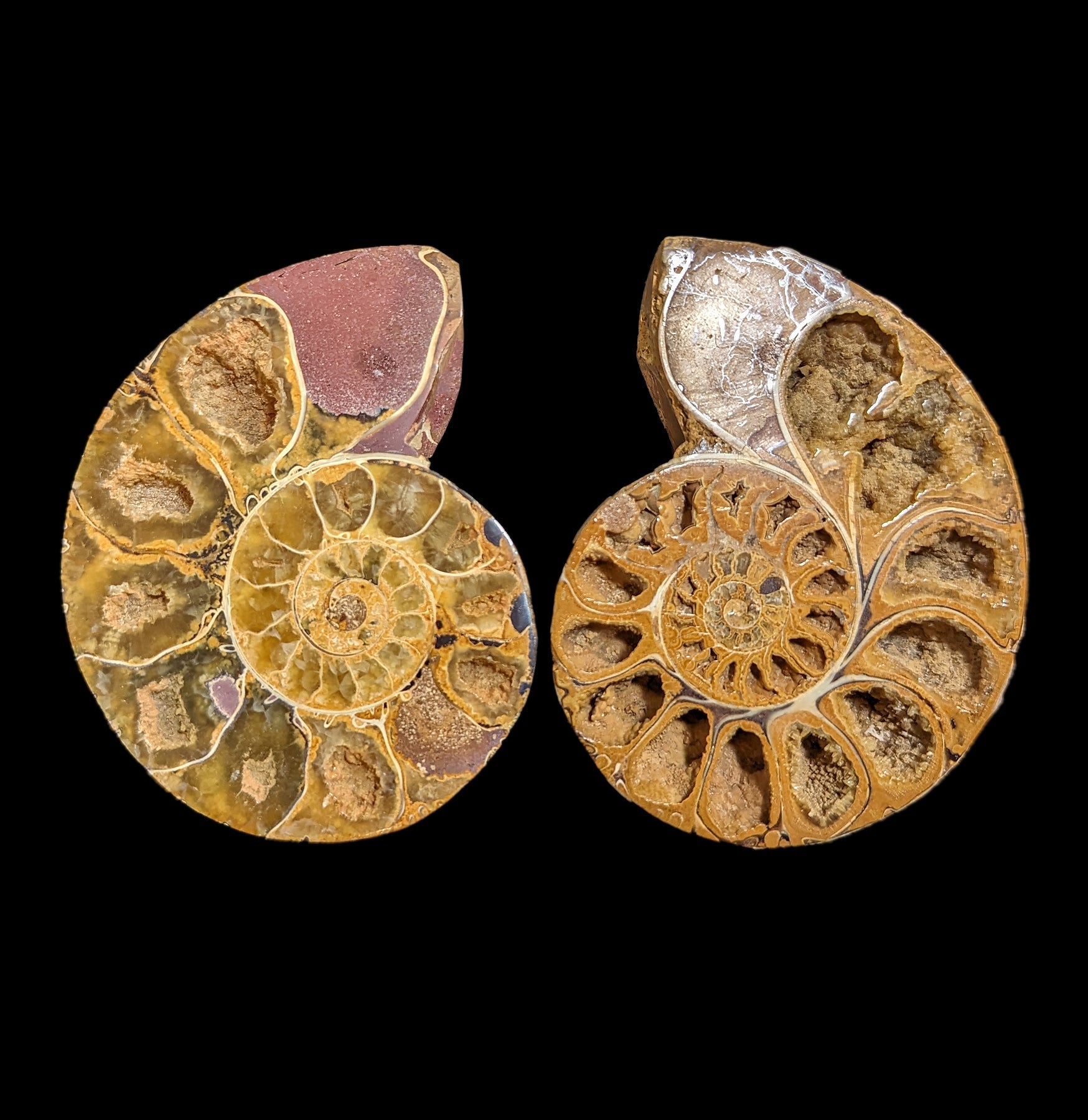 Natural Tulear Ammonite Fossil Cut Pair - Rare Madagascar Ammonite Specimen for Jewelry Making, Home Decor & Fossil Collection