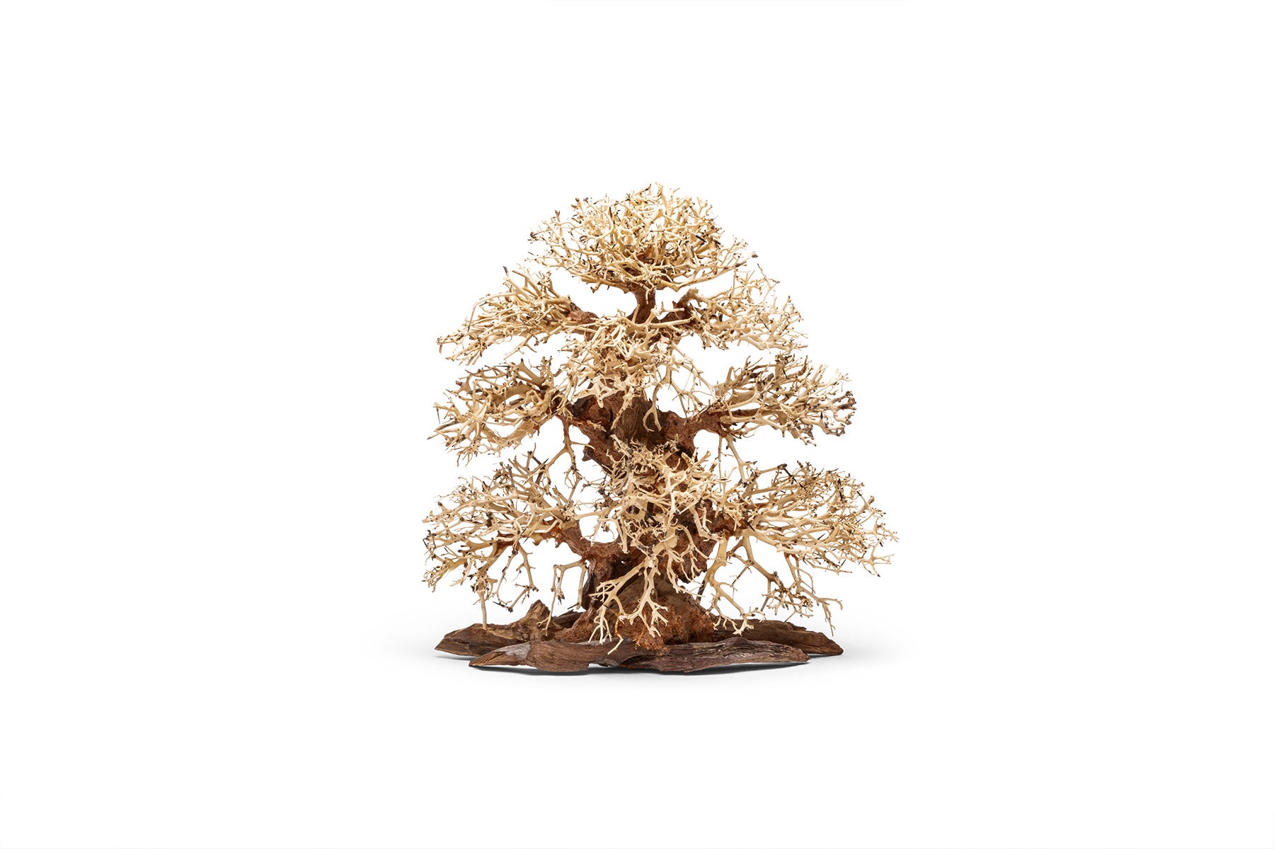 UNS Bonsai 002 - Premium Miniature Bonsai Tree for Home & Office Decor | Perfect Gift for Plant Lovers, Zen Garden & Indoor Gardening Enthusiasts