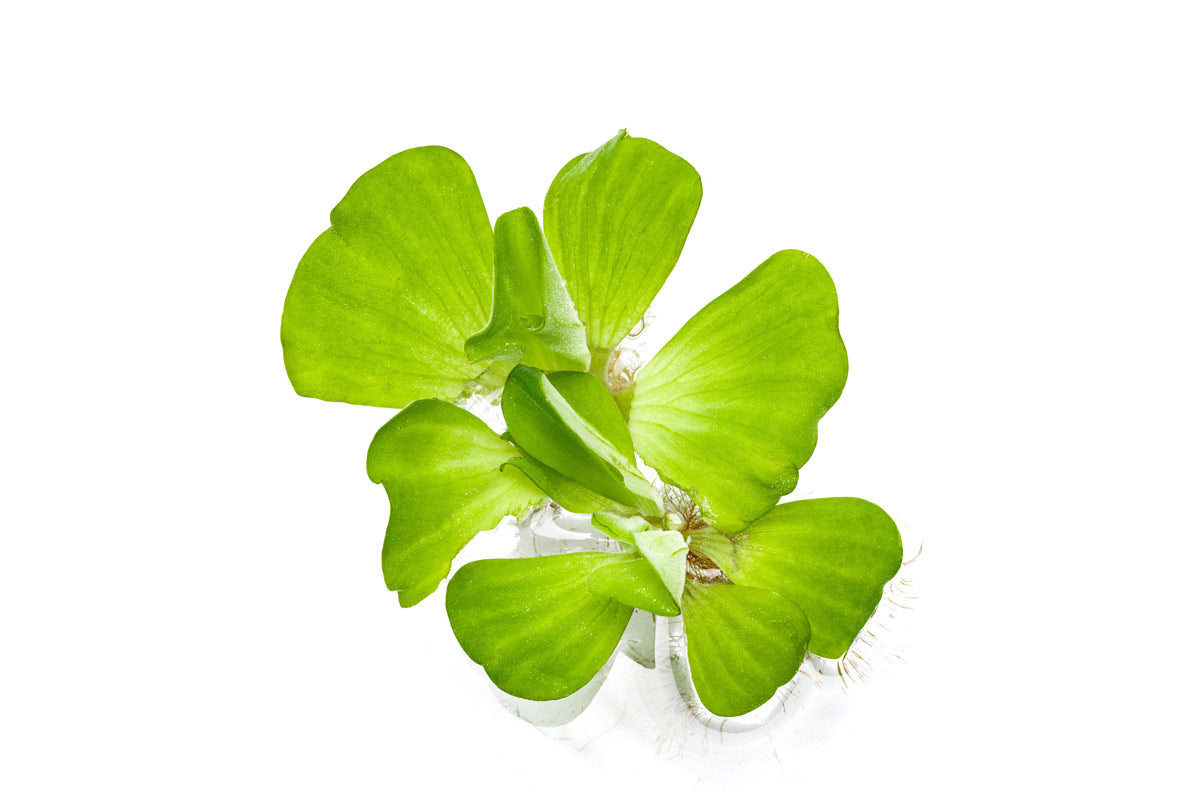 Pistia Stratiotes (Water Lettuce) - Floating Aquatic Plant for Ponds, Aquariums & Water Gardens | Natural Water Purifier & Fish Habitat