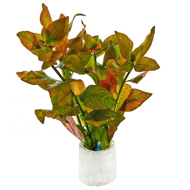 TCulture Ludwigia Dark Orange Aquatic Plant (TC Cup) - Perfect for Aquascaping, Fish Tanks & Freshwater Aquariums