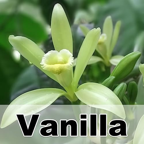 Vanilla