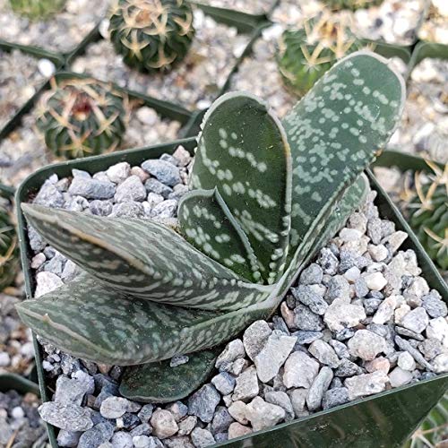 Gasteria Bicolor Liliputana Succulent Plants - Live Indoor House Plants (2 Pack) in 3.5 Inch Pots - Perfect for Home Decor, Office Desk, and Gift Giving