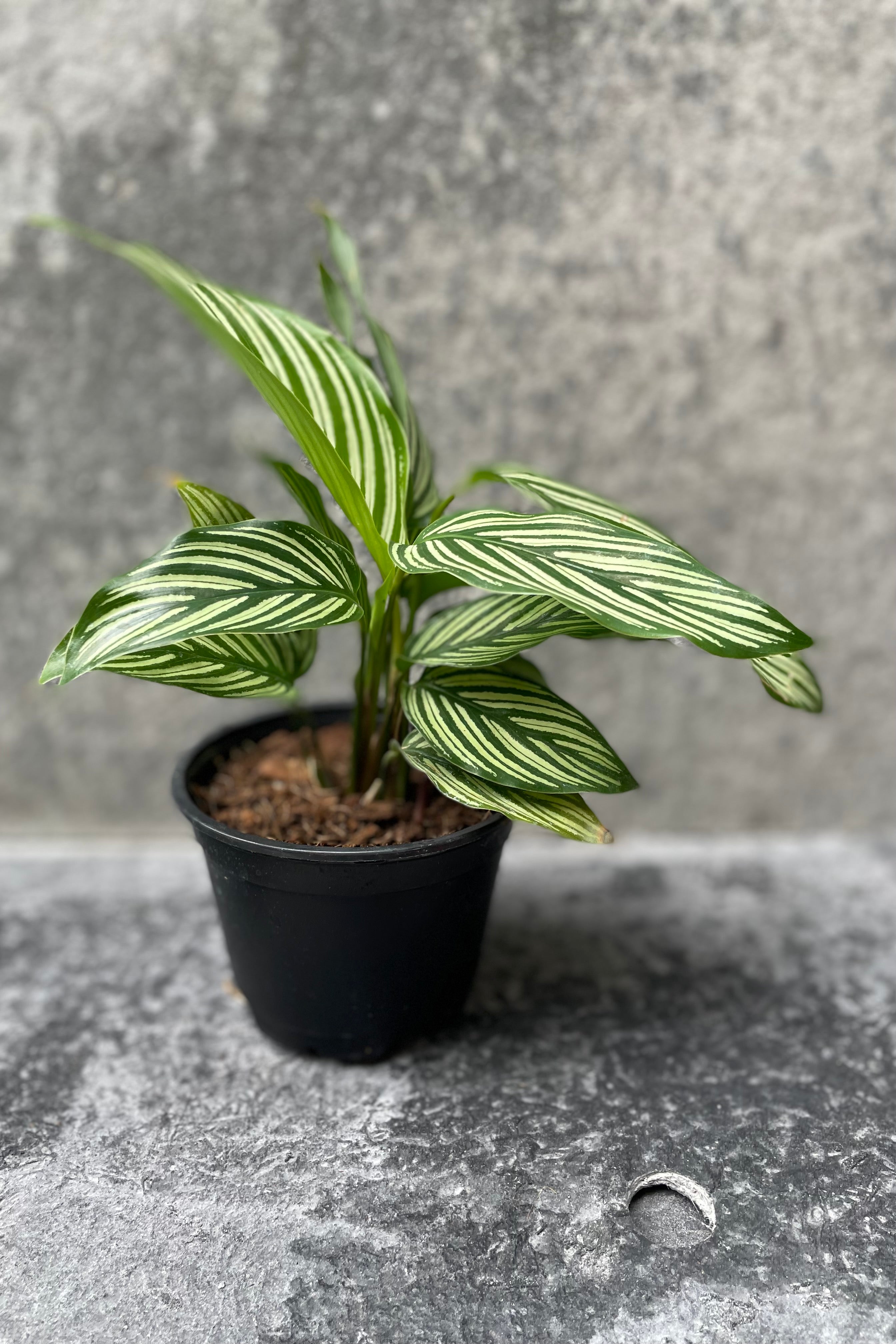 Calathea Elliptica 'Vittata' - 4 Inch Live Prayer Plant with Striking Striped Leaves | Perfect for Home Decor, Office Plants & Indoor Gardening